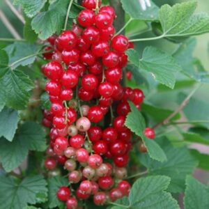 redcurrant Jonkheer van Tets