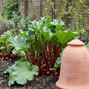 rhubarb Goliath