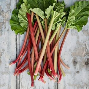 rhubarb Red Champagne