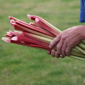 rhubarb Timperley Early