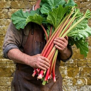 rhubarb Valentine