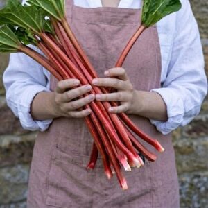rhubarb Victoria
