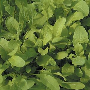 rocket Salad