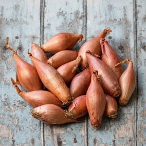 shallot Longor (PBR)
