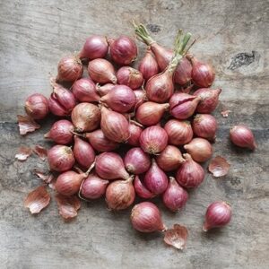 shallot Red Sun