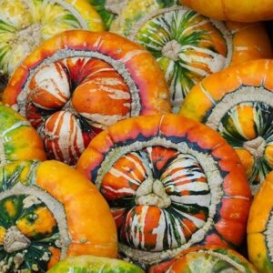 squash Turks Turban