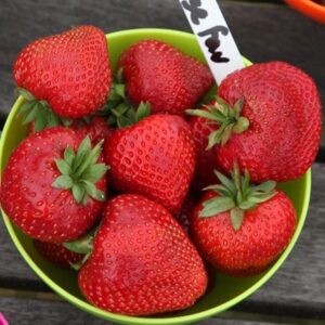 strawberry Cambridge Favourite