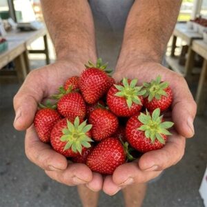 strawberry Ostara