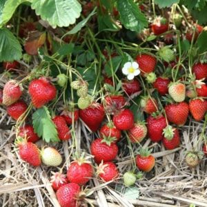 strawberry Symphony (PBR)