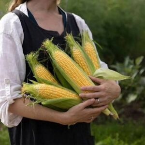 sweetcorn Swift F1