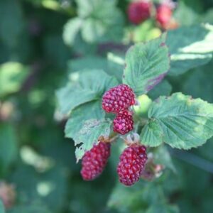 tayberry Buckingham Thornless