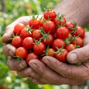 tomato Bite Size
