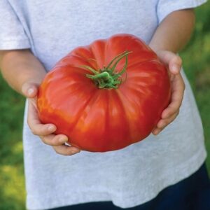tomato Gigantomo F1