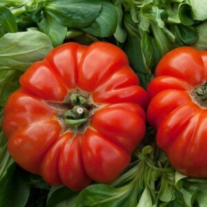 tomato Marmande