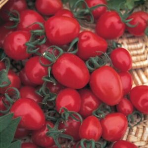 tomato Red Alert
