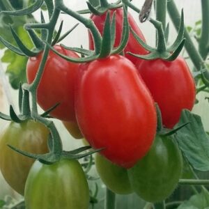 tomato Rio Grande