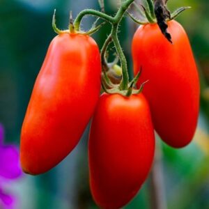 tomato Roma VF