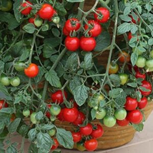 tomato Tumbling Tom Red