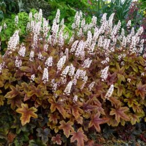 × Heucherella Brass Lanterns (PBR)