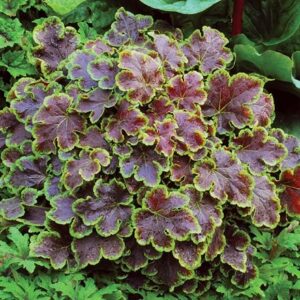 × Heucherella Solar Eclipse